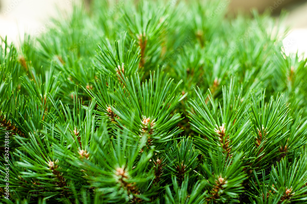 close up of green needles close up of green needles