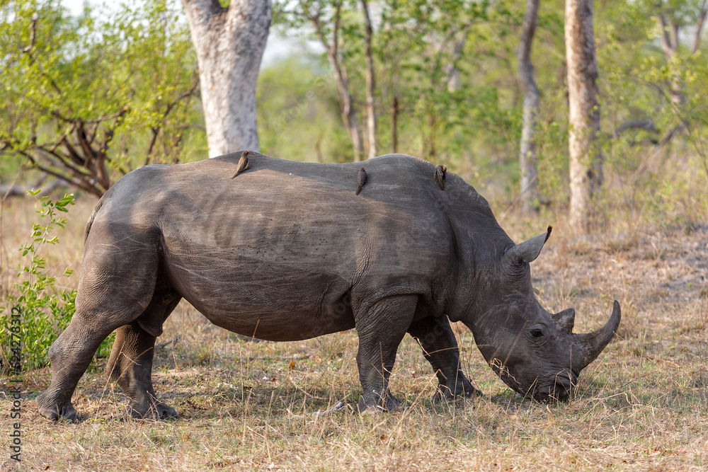Obraz premium White rhino walking in the grass in Sabi Sands Game Reserve in the Greater Kruger Region in South Africa.