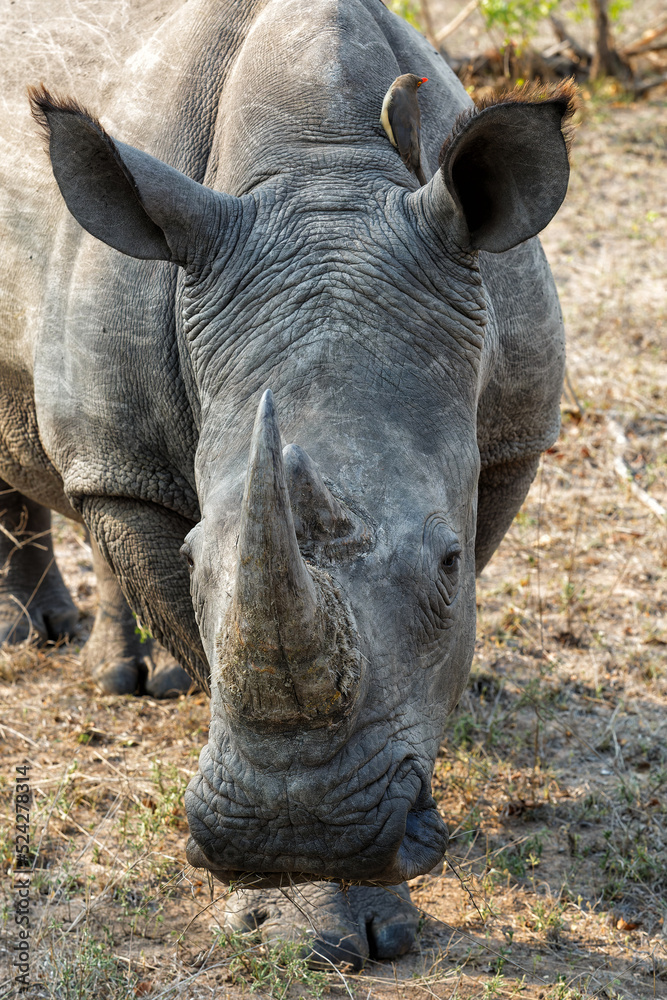 White rhino walking in the grass in Sabi Sands Game Reserve in the Greater Kruger Region in South Africa. White rhino walking in the grass in Sabi Sands Game Reserve in the Greater Kruger Region in South Africa.