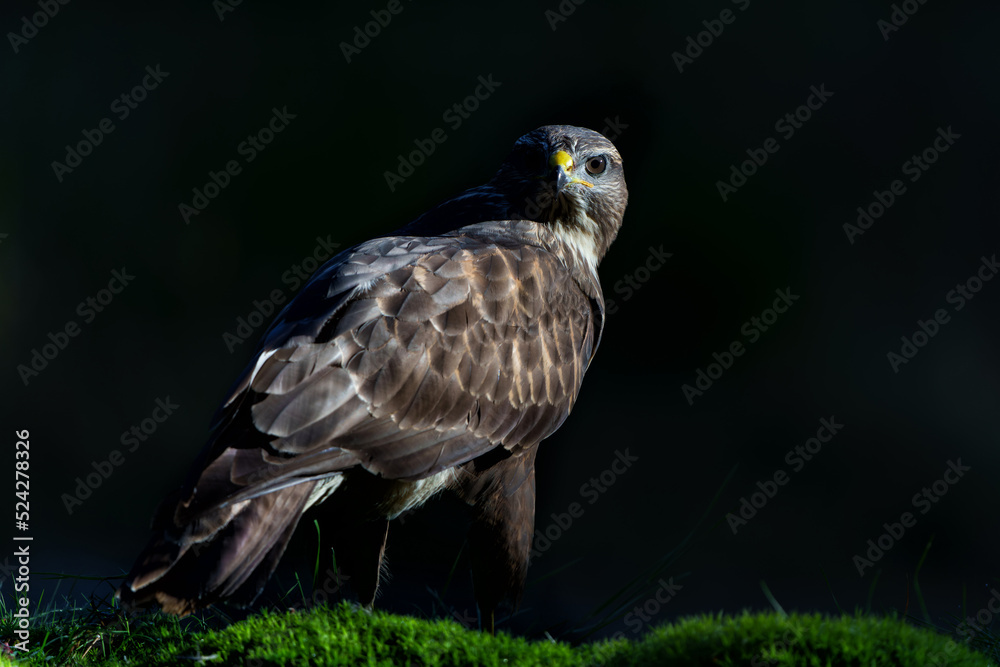 Common Buzzard (Buteo buteo) sitting in the forest of Noord Brabant in the Netherlands. Black background Common Buzzard (Buteo buteo) sitting in the forest of Noord Brabant in the Netherlands. Black background