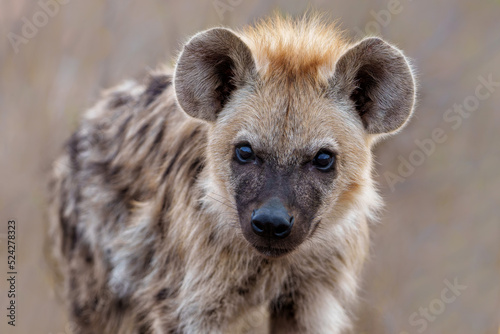 Hyena pup. close encounter with a small curious Spotted Hyena puppy in the Kruger National Park in South Africa
