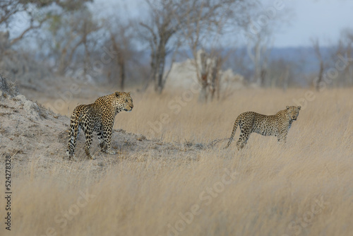 Leopard male following a female for mating in Sabi Sands Game Reserve in the Greater Kruger Region in South Africa photo