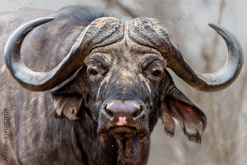 Portrait of a Buffalo bull standing in Kruger National Park in South Africa 