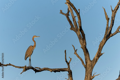 Goliath heron (Ardea goliath), also known as the giant heron, standing in a dead tree in Sabi Sands Game Reserve in the Greater Kruger Region in South Africa   