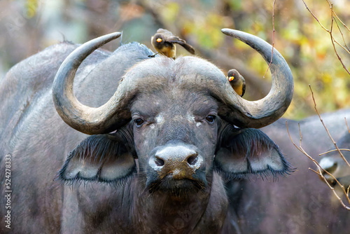 Portrait of a Buffalo bull standing in Kruger National Park in South Africa 