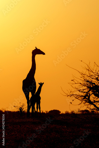 Giraffe mother and baby. Silhouette of a mother giraffe with her calf at sunrise in Mashatu Game Reserve in the Tuli Block in Botswana       