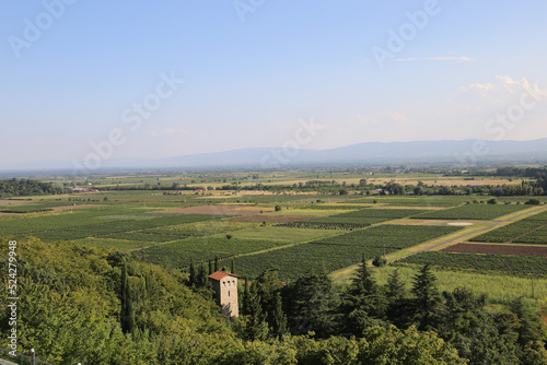 vineyard fields in Kakheti Georgia photo