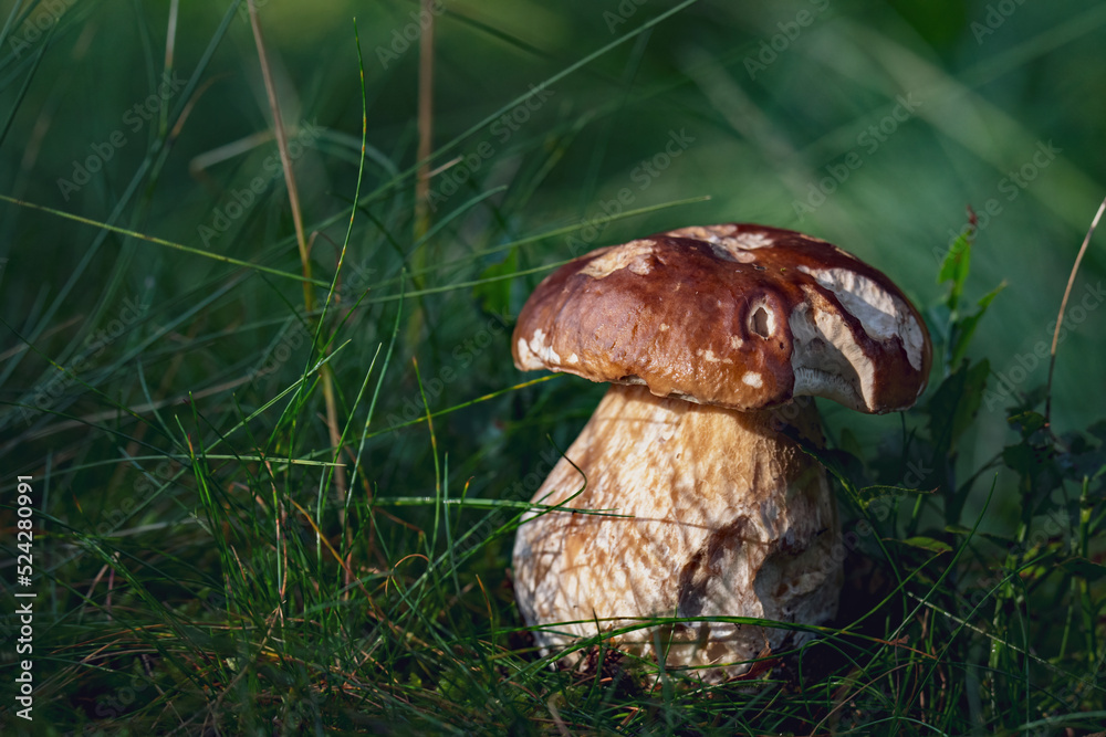 Fototapeta premium a beautiful boletus edulis in the morning sun on the forest floor