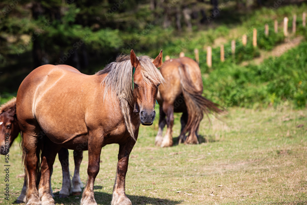 Burguete mare grazing in the Irati Valley