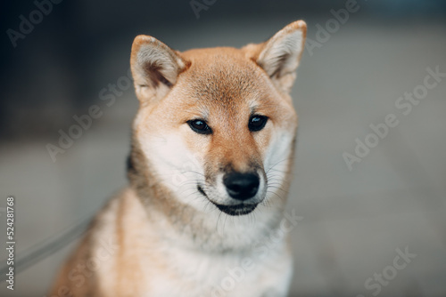 Shiba Inu pet japanese national dog oudoors portrait