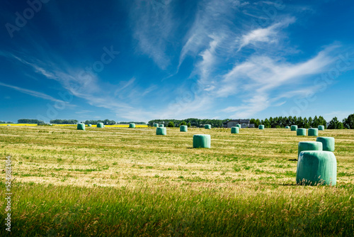 Фотография Round haylage bales wrapped in plastic fermenting hay as they sit on a Canadian