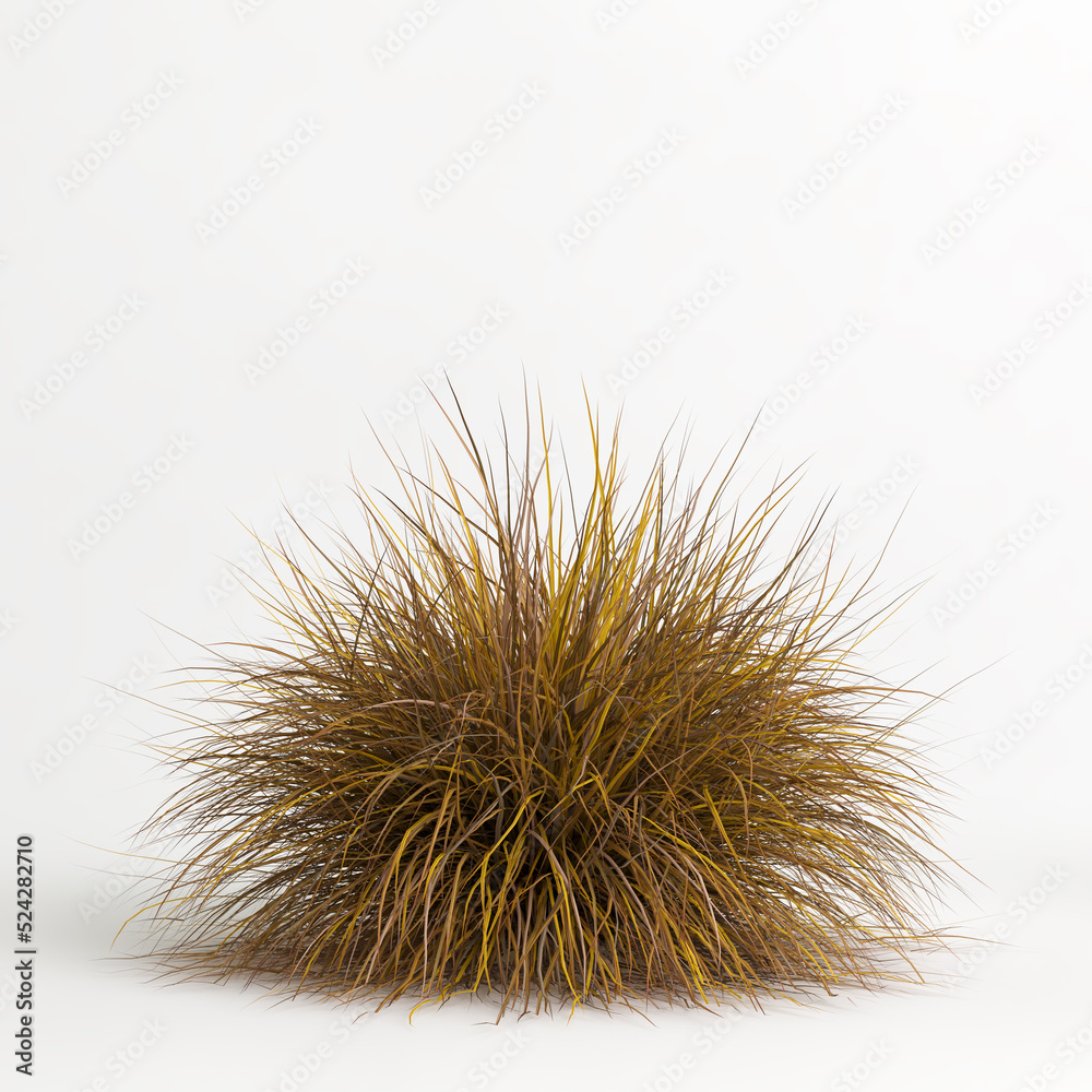 3d illustration of Muhlenbergia rigens grass isolated on white bachground