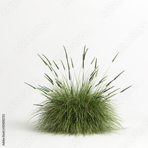 3d illustration of Muhlenbergia rigens grass isolated on white bachground