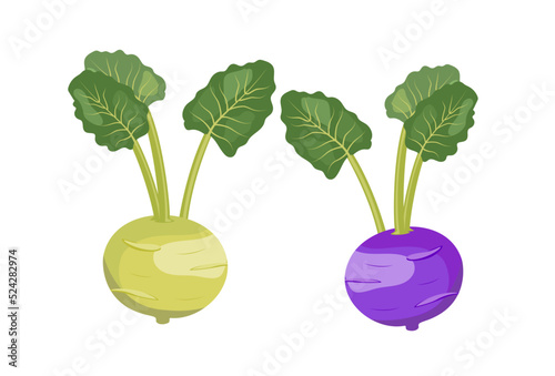 Kohlrabi cabbage green and purple with leaves, flat style vector illustration isolated on white background