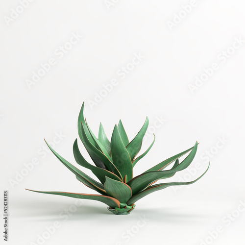 3d illustration of Aloe striata tree isolated on white bachground