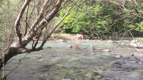 vacas junto al rio