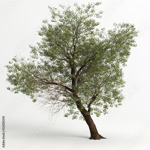 3d illustration of Populus fremontii tree isolated on white bachground photo