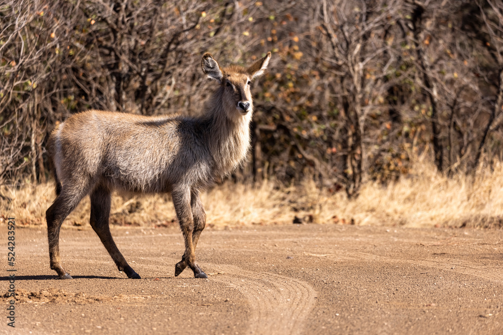 Adult female waterbuck walking over the gravel road Adult female waterbuck walking over the gravel road
