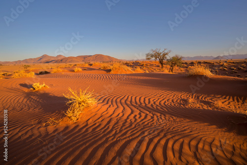 Dry grass on red sand dune