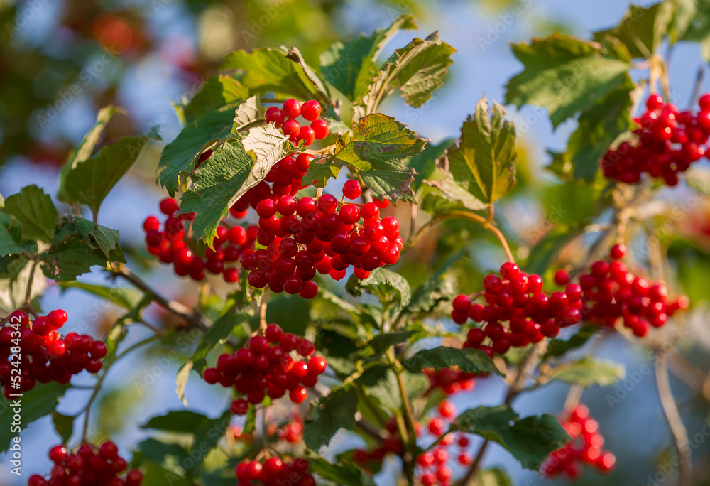 Bunches of red viburnum Bunches of red viburnum