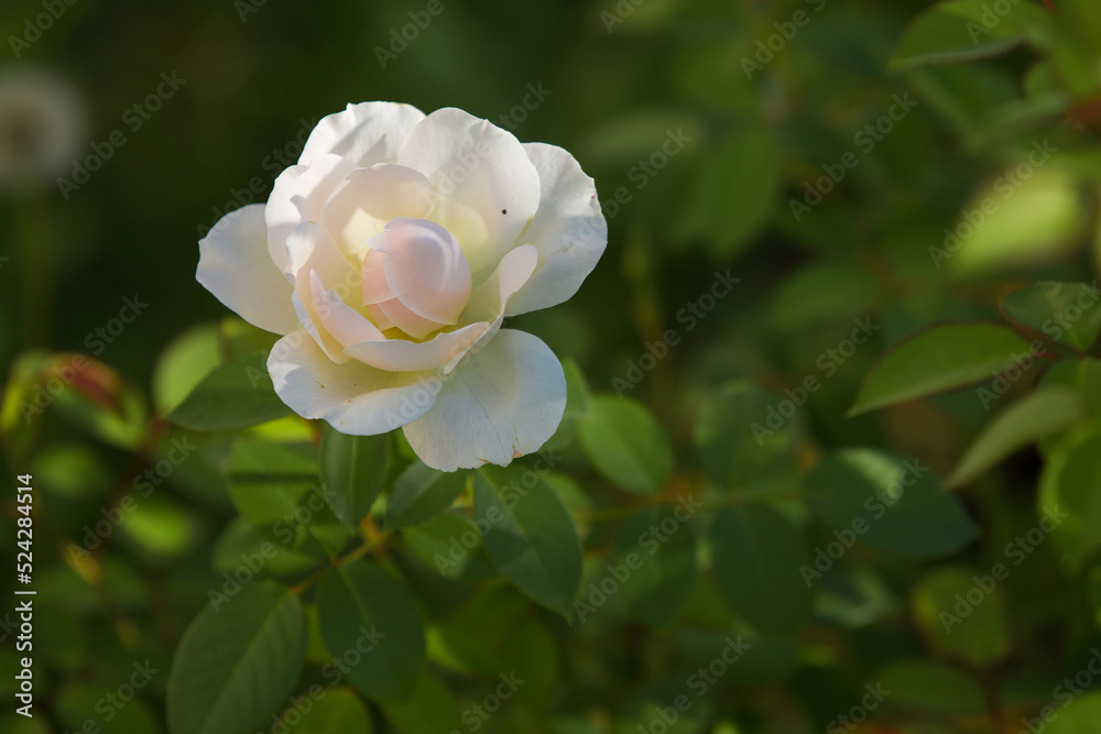 White Rose White Rose