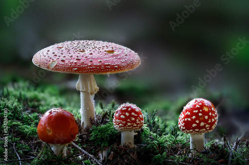 Billede på lærred Group of red toadstools, poisonous mushroom in the forest, Amanita muscaria