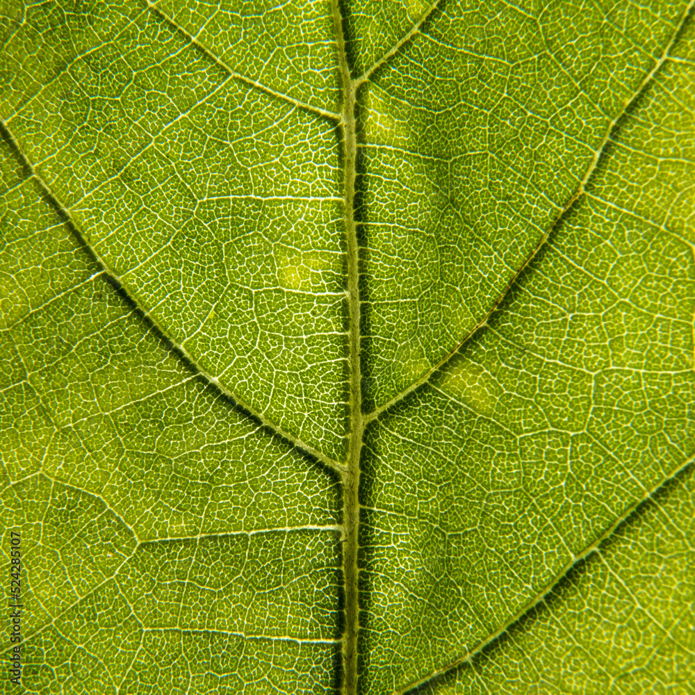 Bright autumn color in a leaf, close-up, detail, green, leaf veins Bright autumn color in a leaf, close-up, detail, green, leaf veins