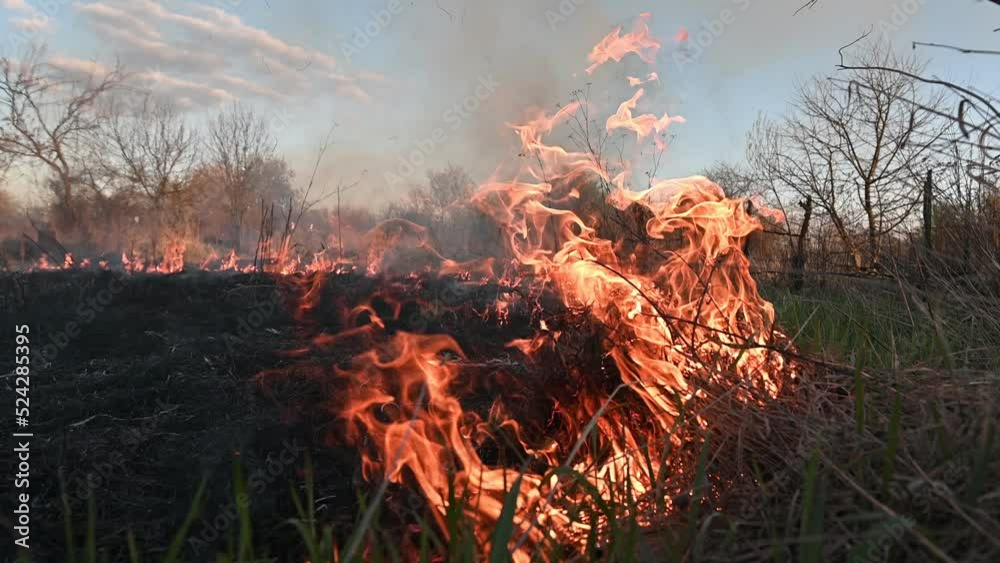 Field with fire, burning dry grass, smoke and ashes under blue sky with clouds. Cloudy sky over burning grassy territory. Concept of ecology, natural disaster, fire hazard and environmental problems. Field with fire, burning dry grass, smoke and ashes under blue sky with clouds. Cloudy sky over burning grassy territory. Concept of ecology, natural disaster, fire hazard and environmental problems.