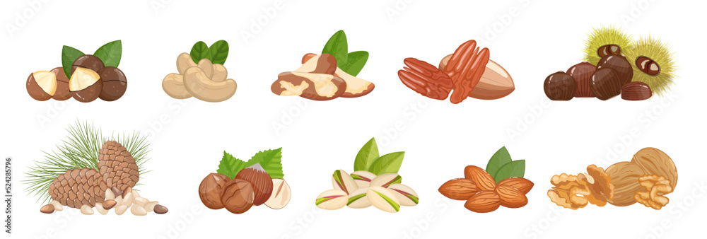 Fototapeta premium Nuts assortment: walnuts, almonds, hazelnut, chestnut and other, healthy snack. Banner, vector illustration isolated on white background
