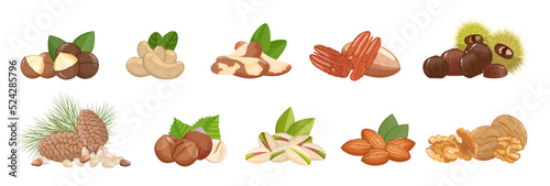 Nuts assortment: walnuts, almonds, hazelnut, chestnut and other, healthy snack. Banner, vector illustration isolated on white background