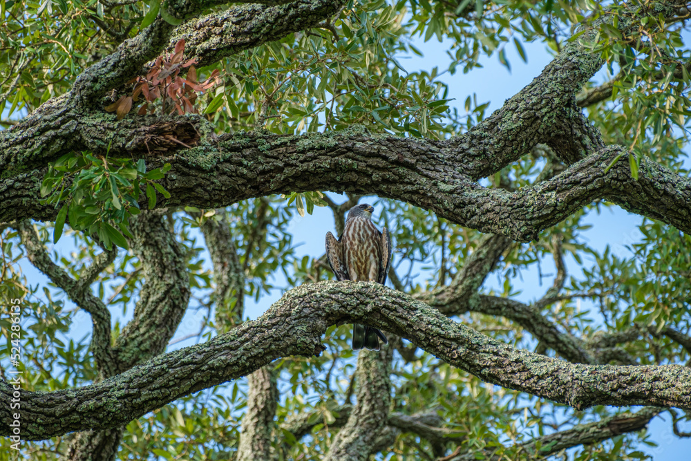 Juvenile Mississippi Kite Perched on a Large Branch of a Live Oak Tree Waits for Food Delivery from a Parent in New Orleans, Louisiana, USA Juvenile Mississippi Kite Perched on a Large Branch of a Live Oak Tree Waits for Food Delivery from a Parent in New Orleans, Louisiana, USA