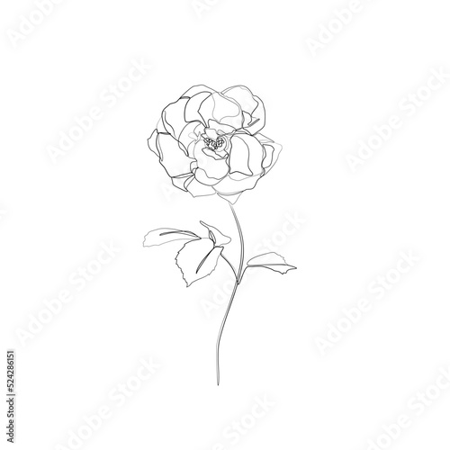 Rose continuous line drawing, tattoo, print for clothes and logo design, decorative flower silhouette single line on a white background, isolated vector illustration.