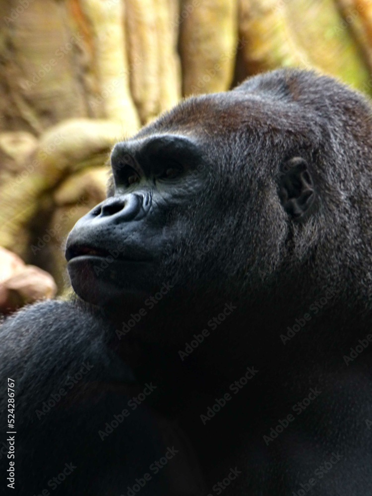 Obraz premium Amnéville Zoo, August 2022 - Magnificent Western Gorilla