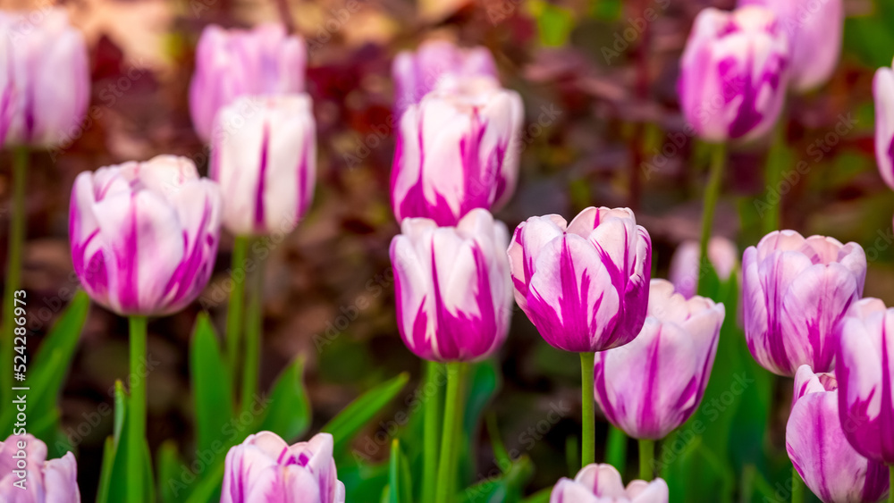 Blooming Tulips. Spring floral background. Field of bright beautiful tulips close-up. Pink and purple tulips at a flower festival in Holland. long banner