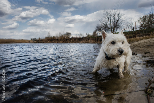white dog in river