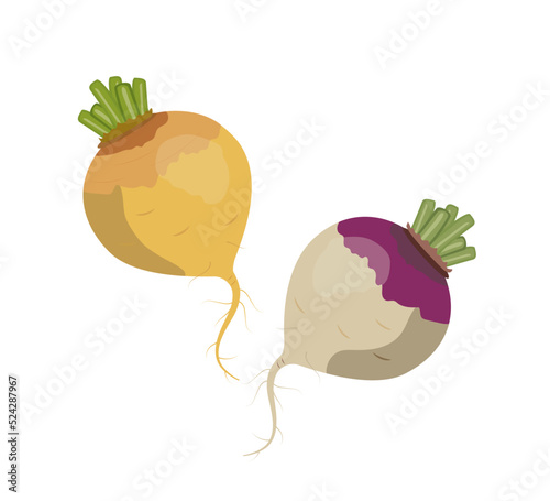 Yellow and purple turnip, flat style vector illustration isolated on white background photo