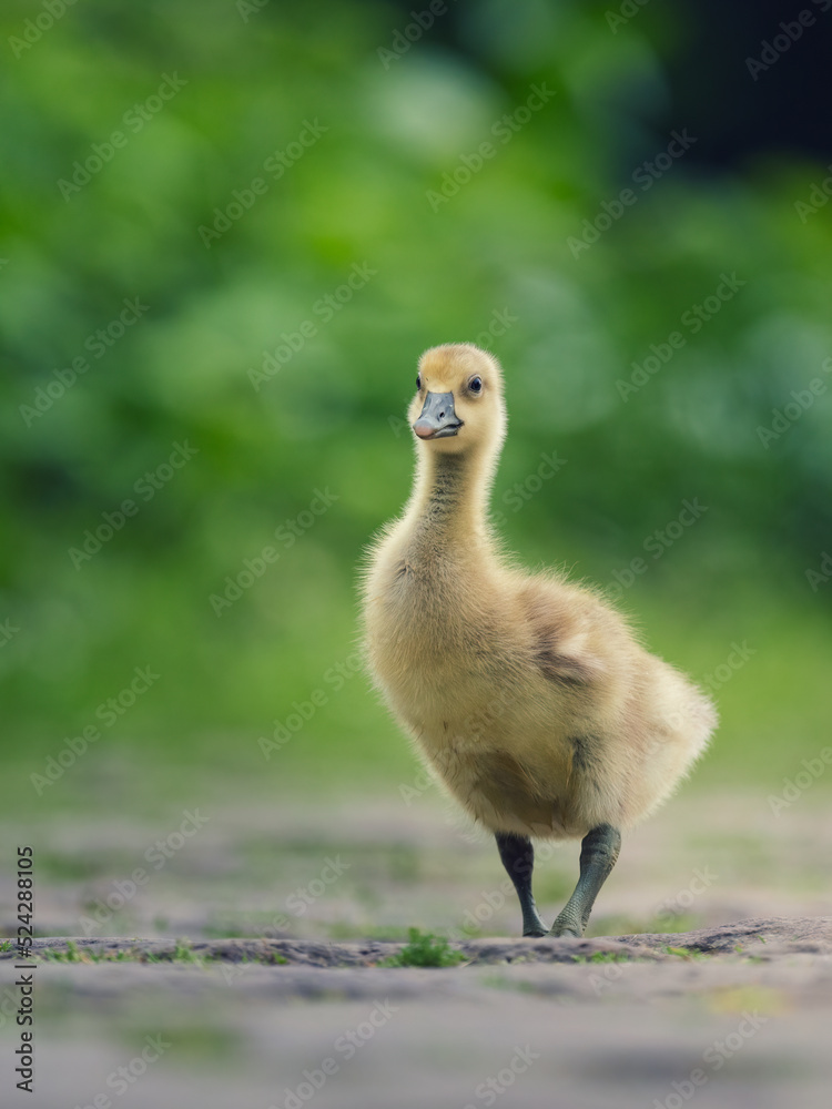 Graugans (Anser Anser) Küken in einer Wiese Graugans (Anser Anser) Küken in einer Wiese