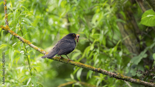 Amsel (Turdus merula) auf einem Ast