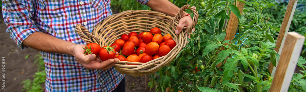 Male farmer harvests tomatoes in the garden. Selective focus. Male farmer harvests tomatoes in the garden. Selective focus.