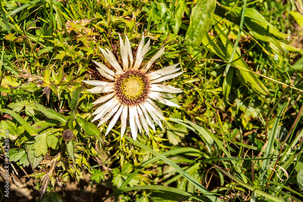 Background with mountain wild flower Background with mountain wild flower
