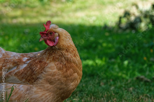 close up of a chicken