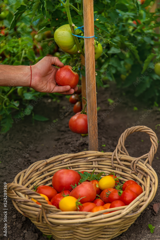 Male farmer harvests tomatoes in the garden. Selective focus. Male farmer harvests tomatoes in the garden. Selective focus.