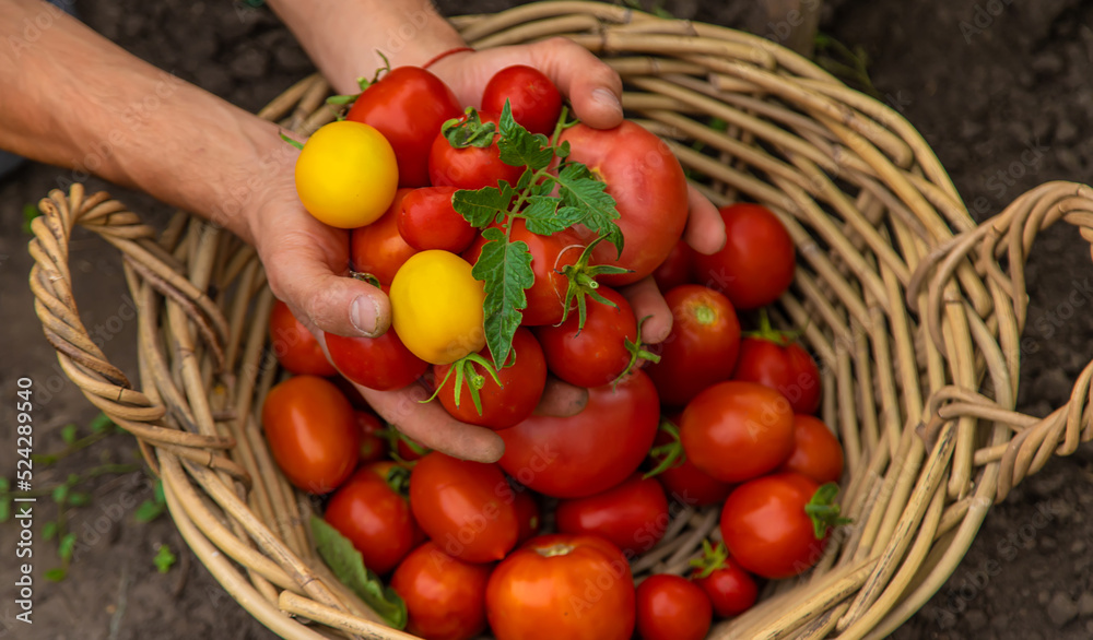 Male farmer harvests tomatoes in the garden. Selective focus. Male farmer harvests tomatoes in the garden. Selective focus.