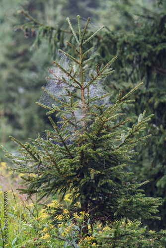 spider webs on spruce tree at a rainy summer morning