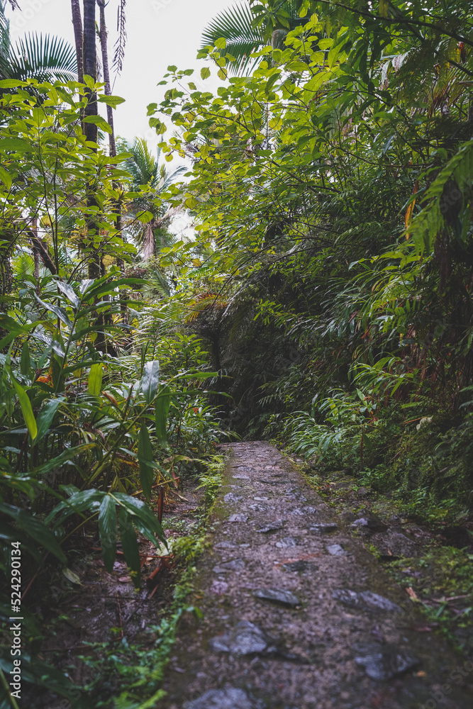 Naklejka premium Stone footpath in tropical rain forest on overcast day