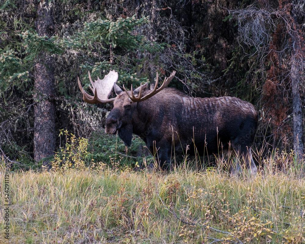 bull Moose in park national park bull Moose in park national park