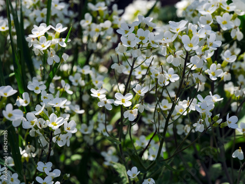 White Arabis alpina flowers blooming in nature photo