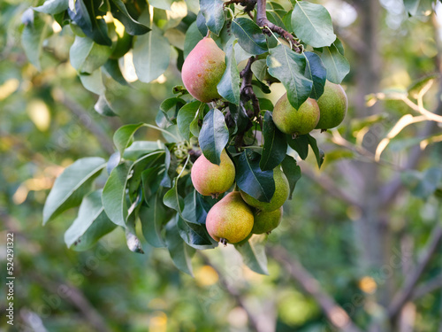 A close-up shot of organic pears branch on a pear tree