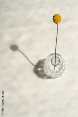 modern vase design with dry yellow flowers and sun shade. Minimalism with shadows