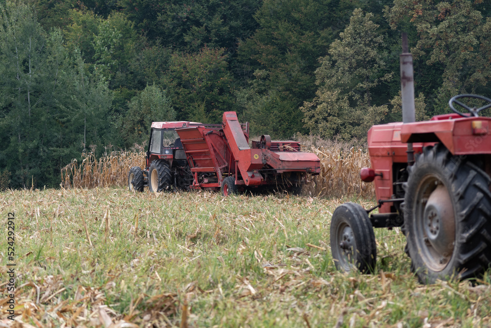 A tractor pulls a corn harvester and picks dry ripe corn in the field, an agricultural tractor attachment and field work in the fall, a field full of corn husk A tractor pulls a corn harvester and picks dry ripe corn in the field, an agricultural tractor attachment and field work in the fall, a field full of corn husk